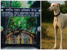K9 डॉग स्क्वॉड की कहानी... PM मोदी का प्रोत्साहन और BSF की ऐतिहासिक पहल K9 डॉग स्क्वॉड की कहानी... PM मोदी का प्रोत्साहन और BSF की ऐतिहासिक पहल