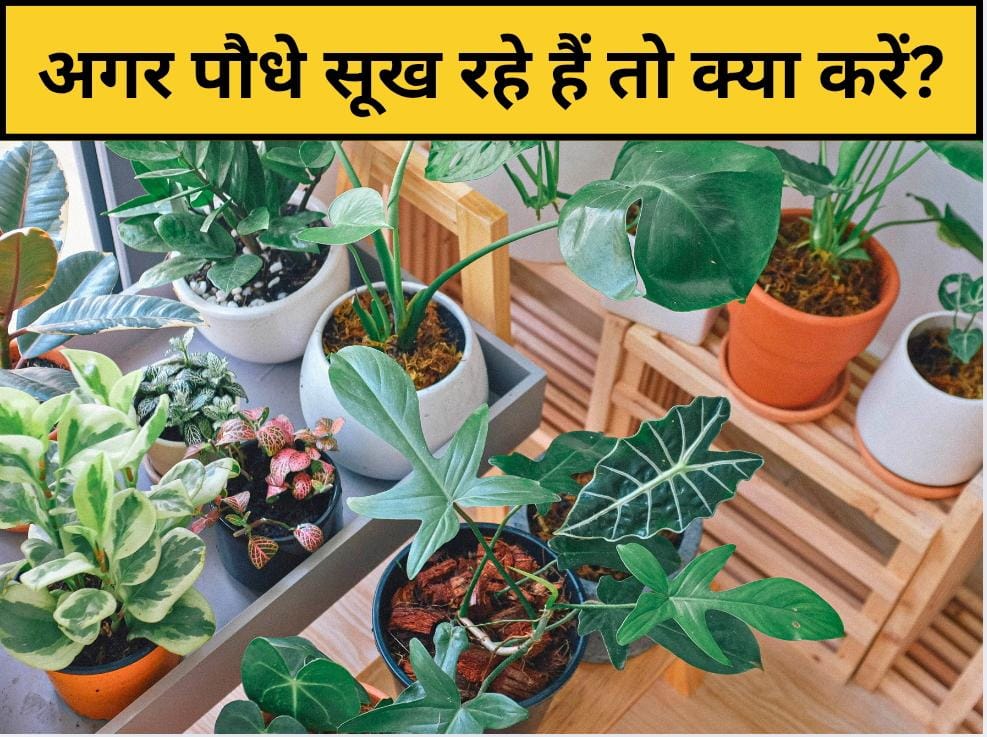 पौधा सूखने का कारण क्या है? सूखे पौधे को हरा-भरा कैसे करें, बस यह सफेद चीज डाल दें