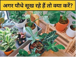 पौधा सूखने का कारण क्या है? सूखे पौधे को हरा-भरा कैसे करें, बस यह सफेद चीज डाल दें पौधा सूखने का कारण क्या है? सूखे पौधे को हरा-भरा कैसे करें, बस यह सफेद चीज डाल दें