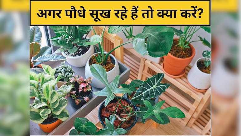 पौधा सूखने का कारण क्या है? सूखे पौधे को हरा-भरा कैसे करें, बस यह सफेद चीज डाल दें पौधा सूखने का कारण क्या है? सूखे पौधे को हरा-भरा कैसे करें, बस यह सफेद चीज डाल दें