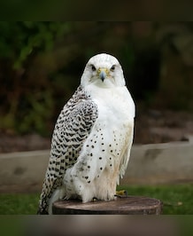 What's The Biggest Falcon In The World