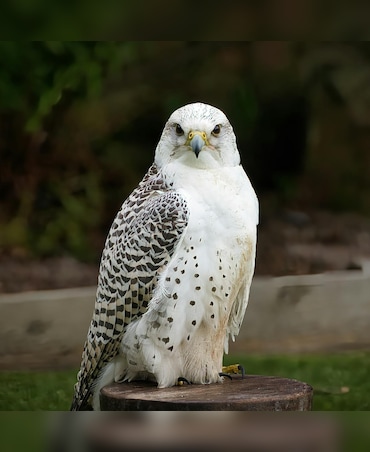 What's The Biggest Falcon In The World