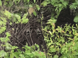 Rajasthan: सरिस्का में विदेशी पर्यटकों को मिला 'रॉयल ट्रीट', बाघिन ST-9 का हुआ बेहद नजदीकी दीदार; देखें शानदार तस्वीर Rajasthan: सरिस्का में विदेशी पर्यटकों को मिला 'रॉयल ट्रीट', बाघिन ST-9 का हुआ बेहद नजदीकी दीदार; देखें शानदार तस्वीर