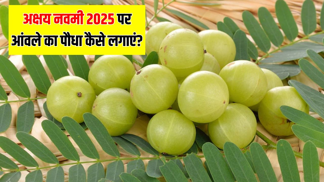 Akshaya Navami 2025: अक्षय नवमी पर घर में लगाएं आंवले का पौधा, जानें किन चीजों की पड़ेगी जरूरत