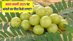 Akshaya Navami 2025: अक्षय नवमी पर घर में लगाएं आंवले का पौधा, जानें किन चीजों की पड़ेगी जरूरत