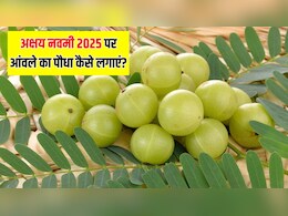 Akshaya Navami 2025: अक्षय नवमी पर घर में लगाएं आंवले का पौधा, जानें किन चीजों की पड़ेगी जरूरत Akshaya Navami 2025: अक्षय नवमी पर घर में लगाएं आंवले का पौधा, जानें किन चीजों की पड़ेगी जरूरत