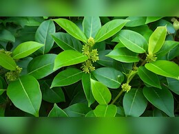 Diabetes के लिए काल हैं ये हरी पत्तियां, डायबिटीज रहेगी कंट्रोल, ना होगी मीठा खाने की इच्छा Diabetes के लिए काल हैं ये हरी पत्तियां, डायबिटीज रहेगी कंट्रोल, ना होगी मीठा खाने की इच्छा