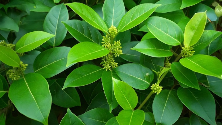 Diabetes के लिए काल हैं ये हरी पत्तियां, डायबिटीज रहेगी कंट्रोल, ना होगी मीठा खाने की इच्छा Diabetes के लिए काल हैं ये हरी पत्तियां, डायबिटीज रहेगी कंट्रोल, ना होगी मीठा खाने की इच्छा