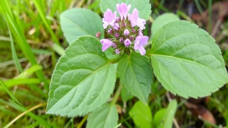 कई बीमारियों का इलाज है 'पुनर्नवा', पौधे के हर हिस्से में कूट-कूटकर भरा है औषधि गुण