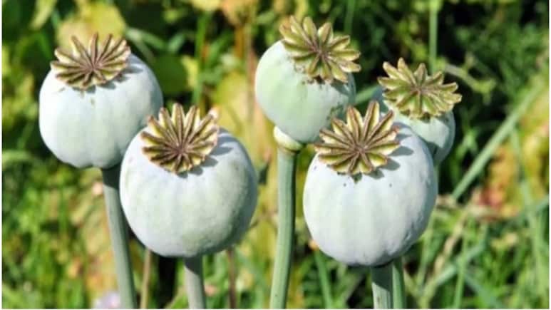 Hanumangarh Drug Bust: राजस्थान में नशे के खिलाफ अब तक की सबसे बड़ी कार्रवाई! 31 क्विंटल पोस्त जब्त, मार्केट में 6 करोड़ कीमत Hanumangarh Drug Bust: राजस्थान में नशे के खिलाफ अब तक की सबसे बड़ी कार्रवाई! 31 क्विंटल पोस्त जब्त, मार्केट में 6 करोड़ कीमत