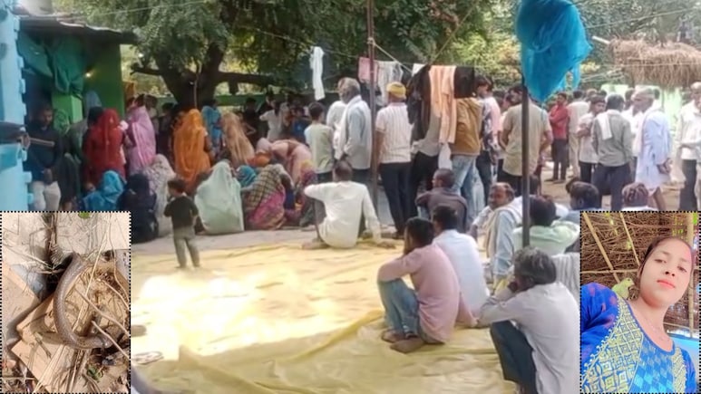 सांप ने तीन टुकड़ों में कटने के बाद युवती को दो बार डंसा, चंद मिनट में हो गई दर्दनाक मौत, जानें मामला सांप ने तीन टुकड़ों में कटने के बाद युवती को दो बार डंसा, चंद मिनट में हो गई दर्दनाक मौत, जानें मामला