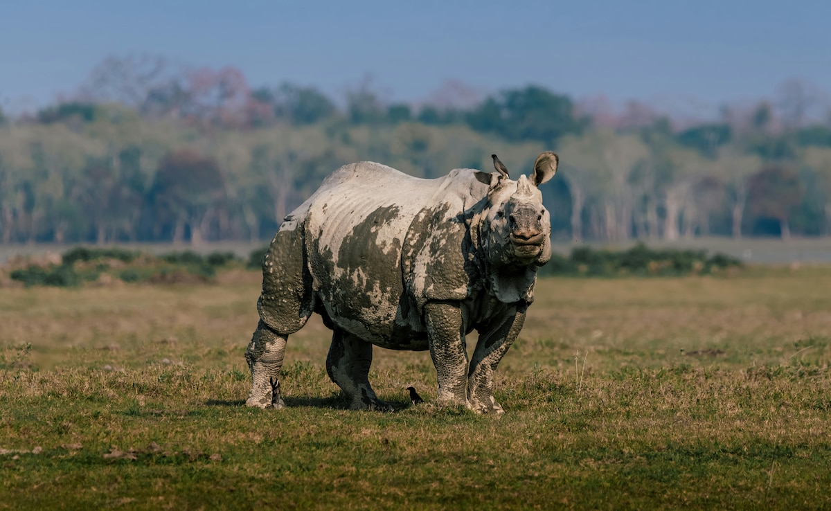 Kaziranga National Park is famous for rhino spotting Kaziranga National Park is famous for rhino spotting
