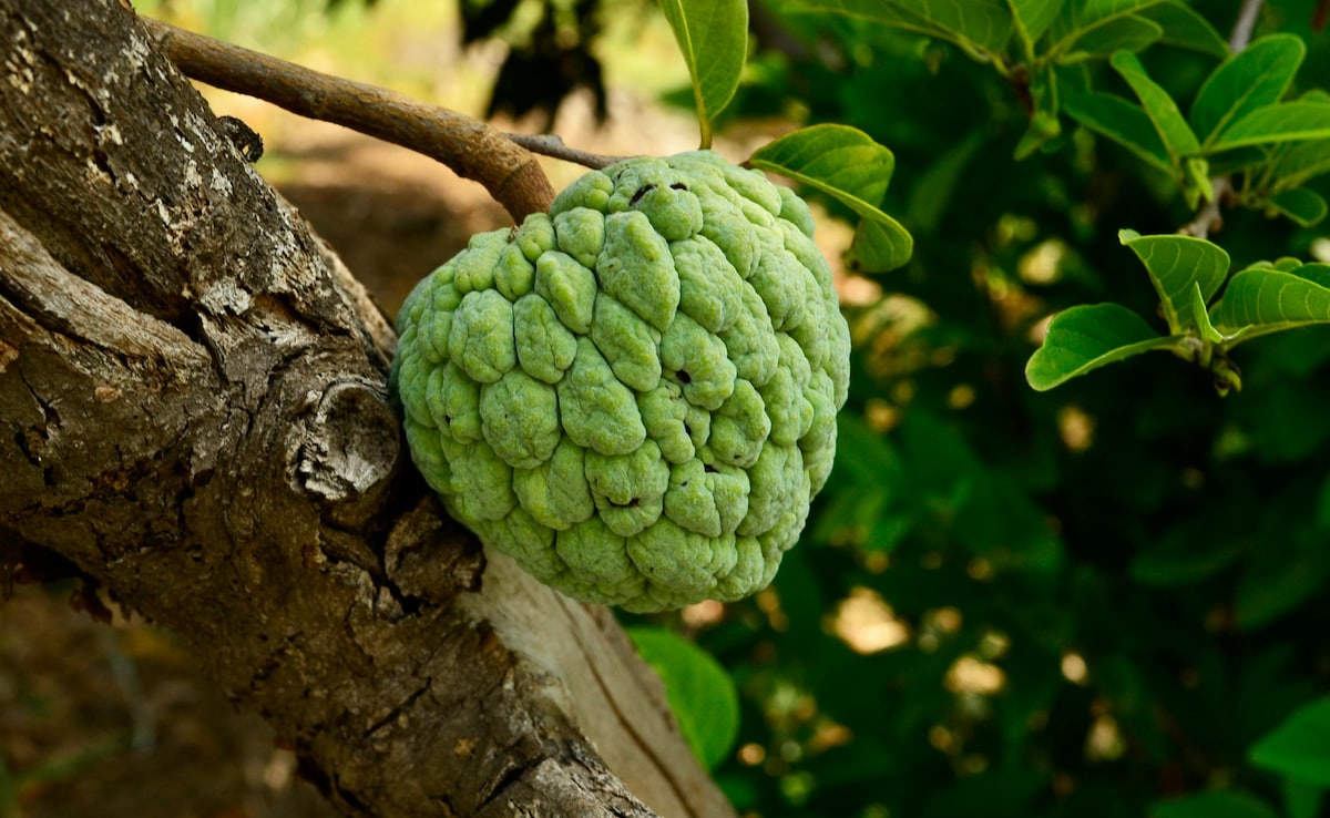 Shareefa kya hai | sharifa fruit in English,Sharifa kis mausam me milta hai,Sharifa Khane Ke 10 Fayde,Kya Pregnant Mahila Sharifa Kha Sakte hain,Kya Diabetes ke Marij Sharifa Kha Sakte hain,Sharifa Khane ka Sahi Samay Kya hai? | Sharifa Kab Khana Chahiye,Kya Sharifa Khane Se Weight Gain Hota hai,Kya Sharifa Khane Se Kabj Hoti Hai,Kya Sharifa se Allergy hoti hai, Kya Sharifa Ko Doodh ke saath Kha Sakte hain,Kya Sharifa Khane se Sardi hoti hai,Kya Bacche Sharifa Kha Sakte hain,Kya Sharifa ke Beej Khaye Ja sakte hain,Kya sharifa ka juice banaya ja sakta hai,Kya Sharifa Balon ka Jhadna Rok deta hai, Kya Sharifa Skin Ke liye Achha hai,Kya Sharifa khane se Blood Pressure Control hota hai,Kya Sharifa Dil ki Sehat ke liye achcha hai,Kya Sharifa Khane se Achi Nind Aati hai?, Kya Sharifa Khane se Khoon Badhta hai,Kya Sharifa Khane se Dane Nikalte hain,Kya Sharifa Khane se Pet Dard Karta hai?, Sharifa Se takat Milti hai,Kya Sharifa me Protien Hota Hai, Kya Sharifa Cholesterol Badhta hai, Kya Shrifa ko Fridge me Rakh Sakte hain, Ek Din me Kitne Sharifa Kha Sakte hain, Sharifa Khanes se Kaun Si Bomari Theek hoti hai, Sharifa ki taseer kya hoti hai, sharifa Kab Nahi khana Chahiye, Sitafal aur Sharifa mein kya antar hai, Sharifa khane ke nuksan kya hai, Kya Sardi me Sitaphal Kha Sakte hain, Sharifa Kaise Khate Hain,  Shareefa Ki Patti Khane ke Kya Fayde Hain Latest and Breaking News on NDTV