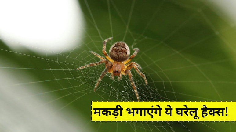 साफ करने के बाद भी बार-बार लग जाते हैं जाले? अपनाएं ये आसान घरेलू हैक्स, मकड़ियों से मिलेगा छुटकारा