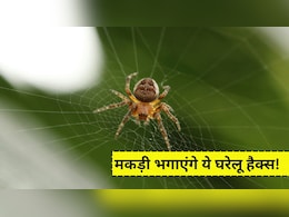 साफ करने के बाद भी बार-बार लग जाते हैं जाले? अपनाएं ये आसान घरेलू हैक्स, मकड़ियों से मिलेगा छुटकारा साफ करने के बाद भी बार-बार लग जाते हैं जाले? अपनाएं ये आसान घरेलू हैक्स, मकड़ियों से मिलेगा छुटकारा