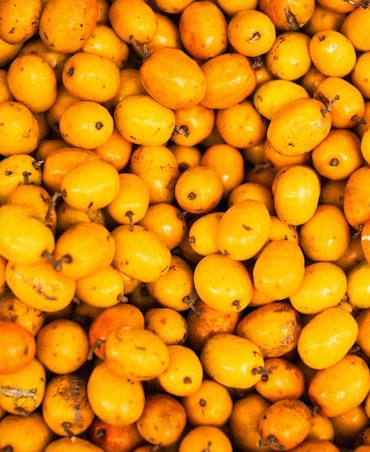 Health Benefits Of Loquat