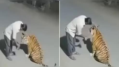 बाघ को कुत्ता समझ सिर पर हाथ फेरने लगा शराबी, आखिर क्या है इस वीडियो की सच्चाई?