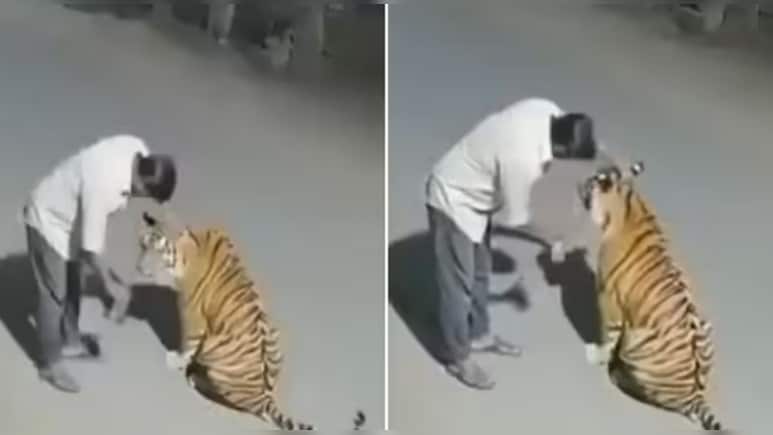 बाघ को कुत्ता समझ सिर पर हाथ फेरने लगा शराबी, आखिर क्या है इस वीडियो की सच्चाई?