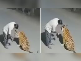 'एमपी अजब है, सबसे गजब है', बाघ को कुत्ता समझ सिर पर हाथ फेरने लगा नशे में धुत शख्स, पिलाने लगा देसी ठर्रा 'एमपी अजब है, सबसे गजब है', बाघ को कुत्ता समझ सिर पर हाथ फेरने लगा नशे में धुत शख्स, पिलाने लगा देसी ठर्रा