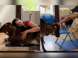 बॉलिवूडच्या 'या' अभिनेत्रीने पाळली गाय, वासरासोबत योग करतानाचा Video आला समोर