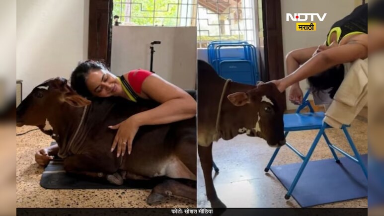 बॉलिवूडच्या 'या' अभिनेत्रीने पाळली गाय, वासरासोबत योग करतानाचा Video आला समोर