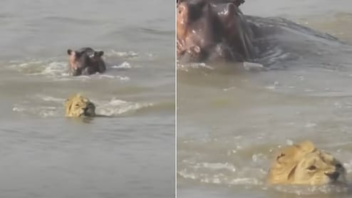 नदी पार कर रहा था शेर, तभी पीछे से आफत बनकर आया हिप्पो, जंगल के राजा का फिर जो हाल हुआ, किसी ने सोचा नहीं था