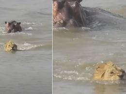 नदी पार कर रहा था शेर, तभी पीछे से आफत बनकर आया हिप्पो, जंगल के राजा का फिर जो हाल हुआ, किसी ने सोचा नहीं था नदी पार कर रहा था शेर, तभी पीछे से आफत बनकर आया हिप्पो, जंगल के राजा का फिर जो हाल हुआ, किसी ने सोचा नहीं था