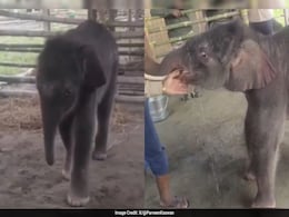 Baby Elephant Rescued After Heartbreaking Rejection By Mother, IFS Officer Shares Video Baby Elephant Rescued After Heartbreaking Rejection By Mother, IFS Officer Shares Video