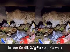 Leopard Found Eating Out Of Trash In Mount Abu, Forest Officer Shares Video