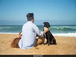 Chinese Man Devotes Life To Therapy Dogs Helping The Depressed and Autistic Kids Chinese Man Devotes Life To Therapy Dogs Helping The Depressed and Autistic Kids