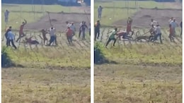 Caught On Camera: Locals Fight Off Leopard With Sticks In Himachal Village