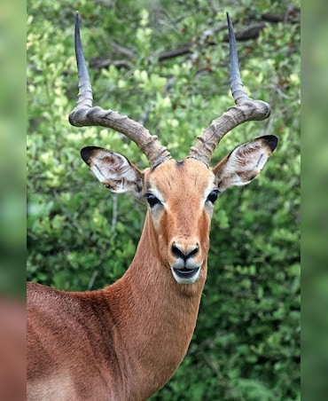 Why Deer Don't Have Upper Front Teeth