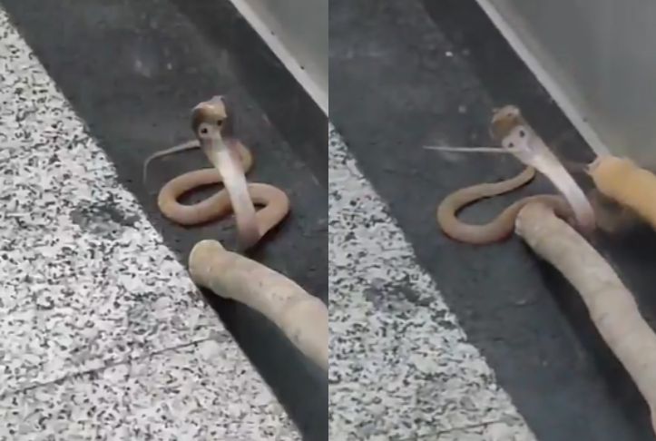 Video: Noida Residents Rattled After Cobra Takes Elevator Ride