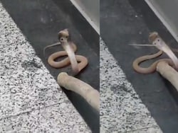Video: Noida Residents Rattled After Cobra Takes Elevator Ride