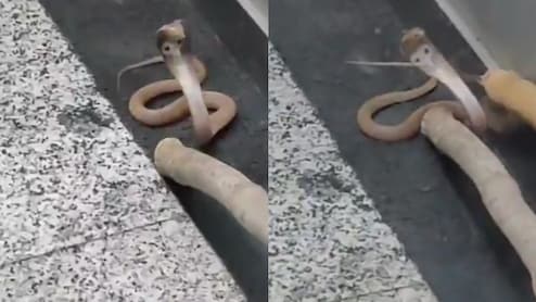 Video: Noida Residents Rattled After Cobra Takes Elevator Ride