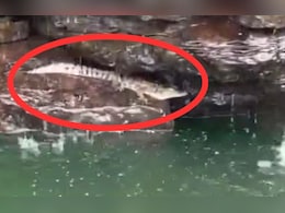 ओंकारेश्वर में दिखा मगरमच्छ! श्रद्धालुओं ने कैमरे में किया कैद,  प्रशासन ने की सतर्क रहने की अपील ओंकारेश्वर में दिखा मगरमच्छ! श्रद्धालुओं ने कैमरे में किया कैद,  प्रशासन ने की सतर्क रहने की अपील
