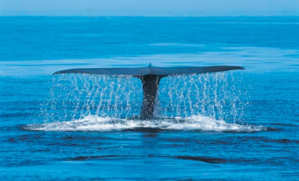 One Of The World's Rarest Whales Grows In Population In The Atlantic