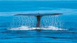 One Of The World's Rarest Whales Grows In Population In The Atlantic