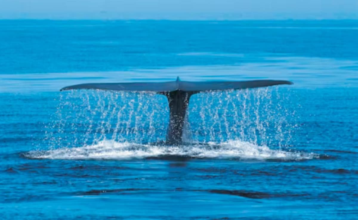 One Of The World's Rarest Whales Grows In Population In The Atlantic