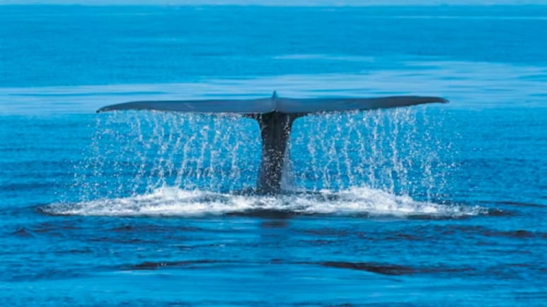 One Of The World's Rarest Whales Grows In Population In The Atlantic One Of The World's Rarest Whales Grows In Population In The Atlantic