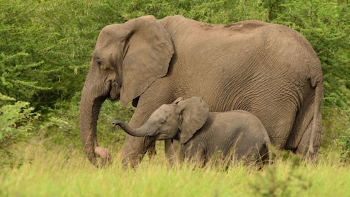 Baloda Bazar: बारनवापारा अभयारण्य में हाथियों का आतंक, किसानों की फसल बर्बाद 