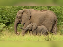 कोरबा में जंगली हाथियों आतंक, दो महिलाओं को उतारा मौत के घाट