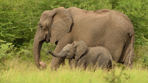 कोरबा में जंगली हाथियों आतंक, दो महिलाओं को उतारा मौत के घाट