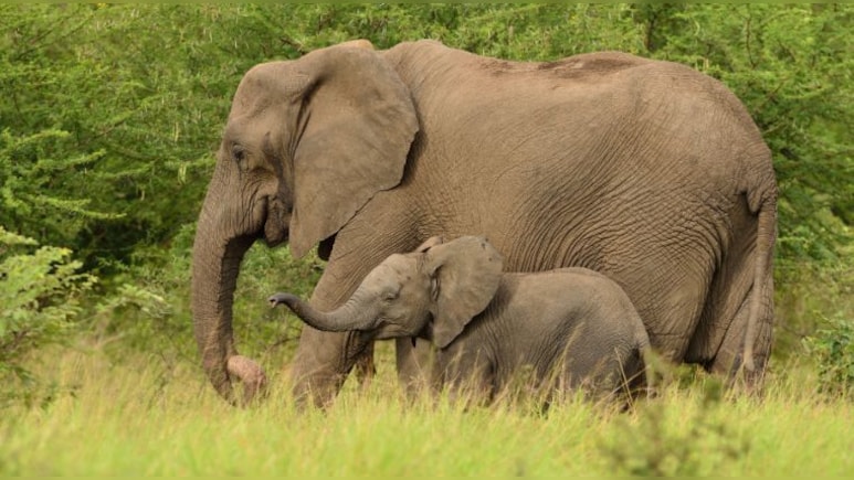 कोरबा में जंगली हाथियों आतंक, दो महिलाओं को उतारा मौत के घाट