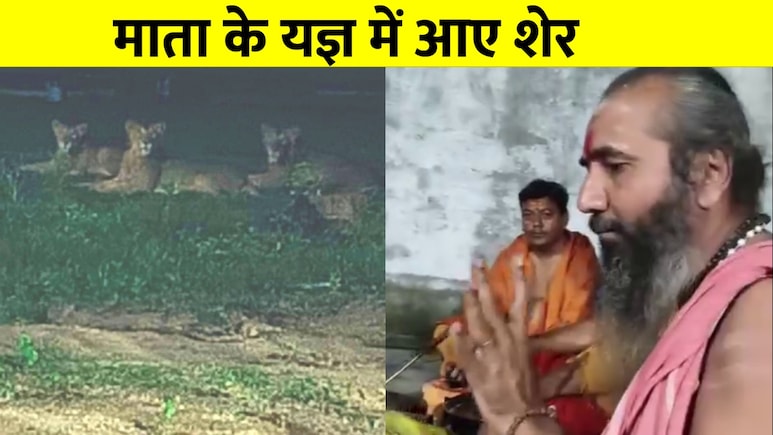 मंदिर में हो रहा था माता का हवन, आ गए 3 शेर, जैसे ही खत्म हुए मंत्रोच्चार तभी... देखें VIDEO