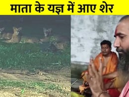 मंदिर में हो रहा था माता का हवन, आ गए 3 शेर, जैसे ही खत्म हुए मंत्रोच्चार तभी... देखें VIDEO मंदिर में हो रहा था माता का हवन, आ गए 3 शेर, जैसे ही खत्म हुए मंत्रोच्चार तभी... देखें VIDEO