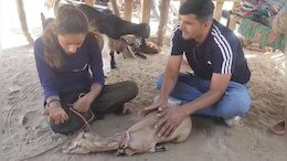 Rajasthan: हिरण के प्रेम में लड़की ने छोड़ा स्कूल, जब बिछड़ी तो पूजा फूट-फूटकर रोई