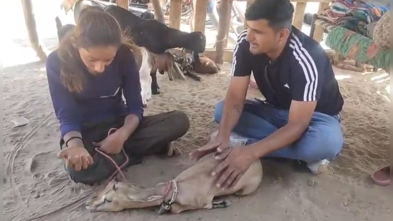 Rajasthan: हिरण के प्रेम में लड़की ने छोड़ा स्कूल, जब बिछड़ी तो पूजा फूट-फूटकर रोई Rajasthan: हिरण के प्रेम में लड़की ने छोड़ा स्कूल, जब बिछड़ी तो पूजा फूट-फूटकर रोई