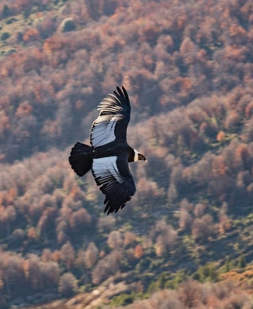 What's The World's Biggest Bird Of Prey
