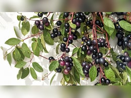 ये छोटे-छोटे गोल फल सफेद बालों को करें काला, जानिए इसका नाम और यूज करने का तरीका ये छोटे-छोटे गोल फल सफेद बालों को करें काला, जानिए इसका नाम और यूज करने का तरीका